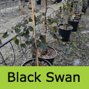 Fagus Sylvatica Black Swan 2-3 Years Old